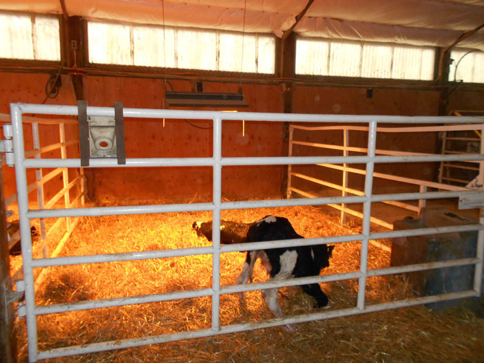 Newborn calves are fed four packs of colostrum replacer and remain in heated pens until they are dry. They'll be fitted with a Woolover blanket and moved to a hutch within 24 hours.