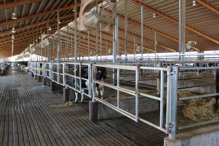 Individual maternity pens are cleaned and rebedded between every birth to minimize disease spread and over all calf illness.