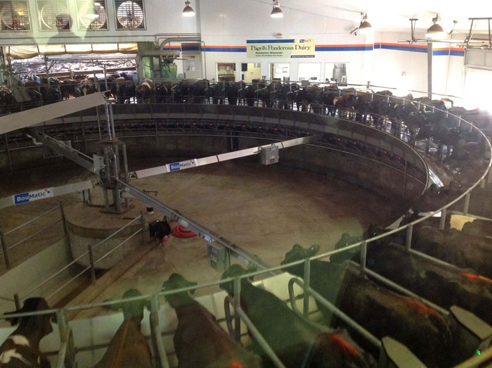 Pagel's Ponderosa Dairy milks 72 cows at a time on their carousal. With more than 4,000 milking cows, the parlor runs 21 hours a day. The other three hours are used to clean the parlor and milking units.