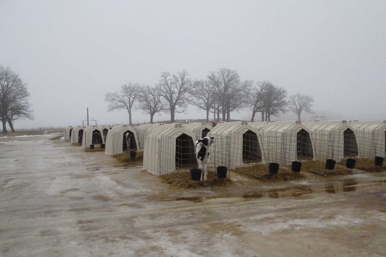 Up to 216 calves call these hutches home at Nehls Bros. Farms in Juneau, Wisconsin.  The dairy milks about 2,000 cows and manages animals at several sites within a mile radius.