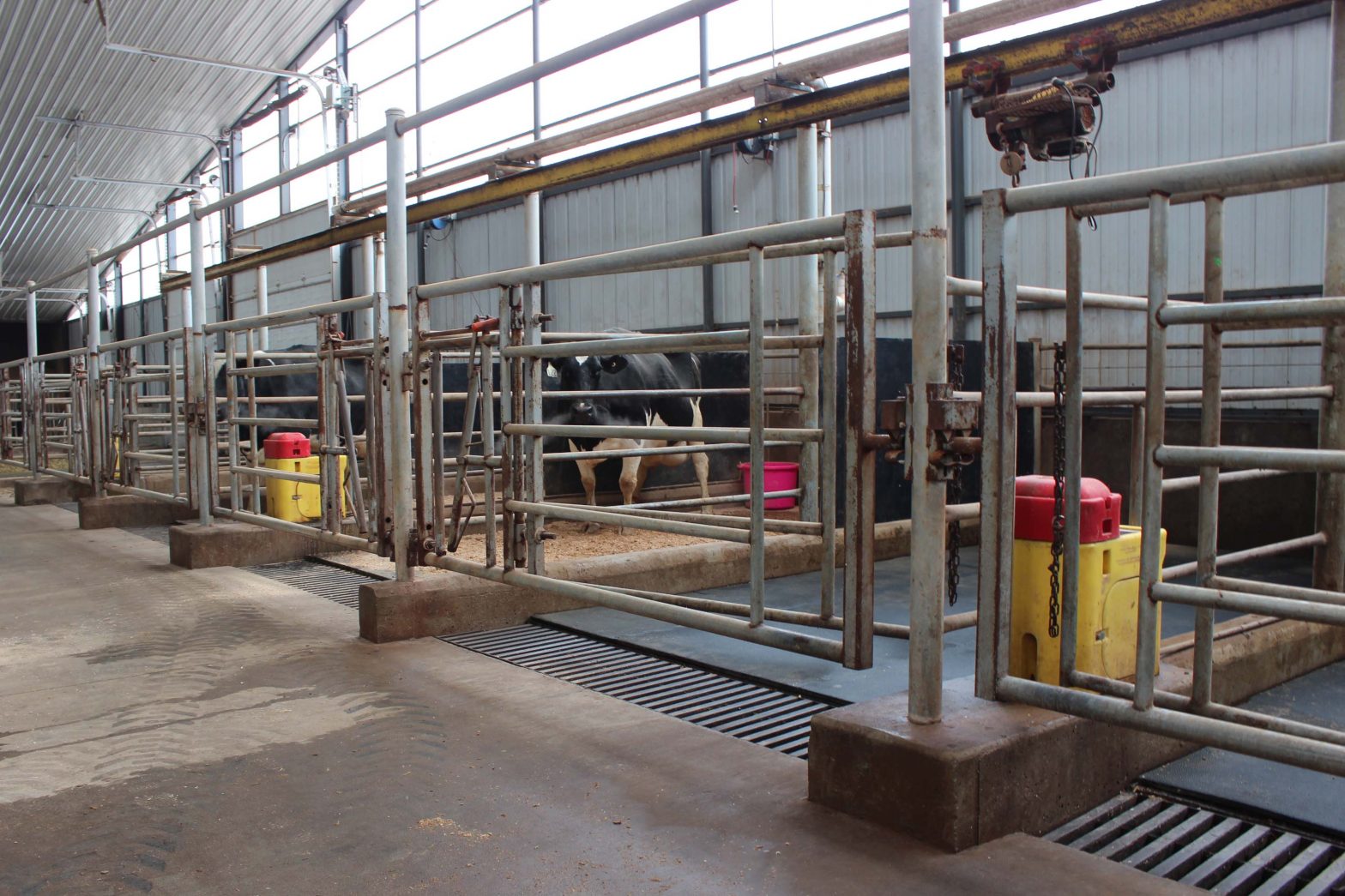 Cows at Ostrowski Farms, Inc. freshen in these individual maternity pens.  They have mattresses covered with sawdust and are completely cleaned between animals.