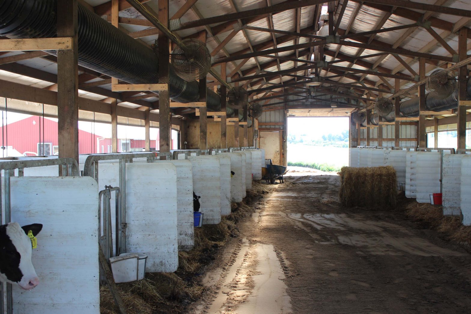 For several years, heifer calves at Holland Cattle Co. have been raised in this calf barn.  They’ll spend about two months here before moving to an offsite heifer barn.