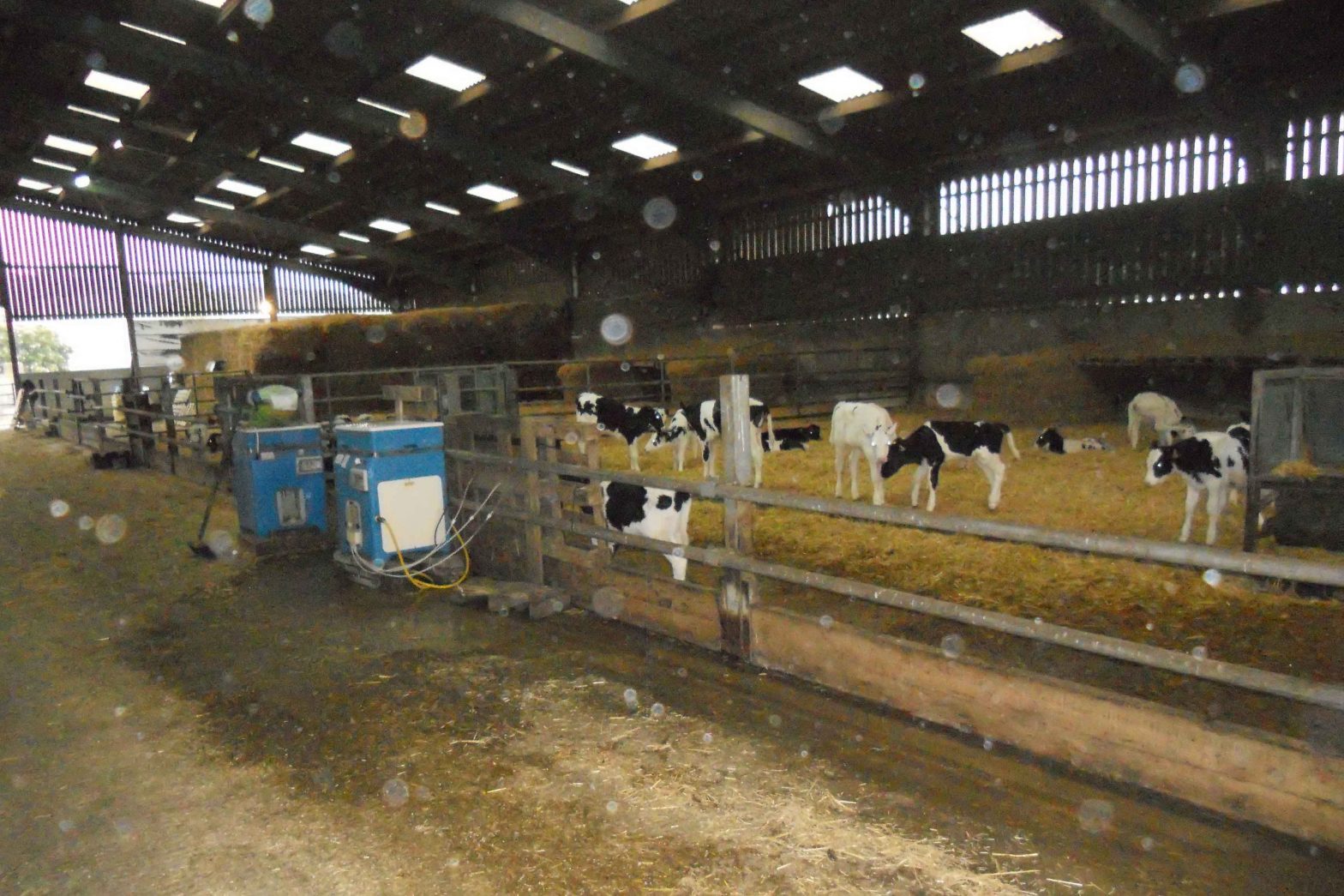 On a recent trip to Great Britain, I had the opportunity to visit a few dairy farms and learn about their youngstock programs.  All of the calves I saw were housed on bedding packs in loose housing with open sidewall buildings.