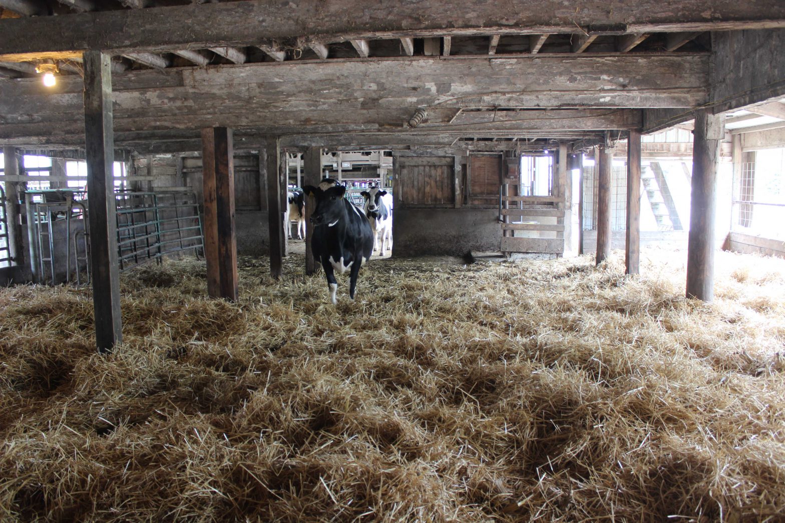 Tom McClellan, owner of McClellan Farms, Inc., turned a stanchion barn into a group calving facility to closely monitor all calving processes.  When the calves are born, they are quickly moved to a smaller pen outside the group pen where they receive a gallon of colostrum and have their navels dipped with a 7-percent tincture iodine solution as soon as possible.  The calves also receive an additional 2 quarts of colostrum at the second feeding to support the immune system and they have their navels dipped a