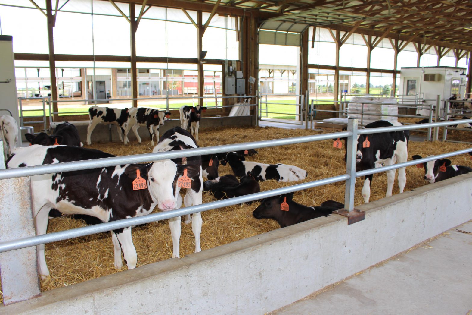 At JDR Farms, LLC in Marlette, Michigan, Jeff and Dannielle Root annually raise about 1,040 heifers from newborns to 115 days of age.  Pre-weaned heifers are kept in pens of 20 and fed with autofeeders for 60 days.