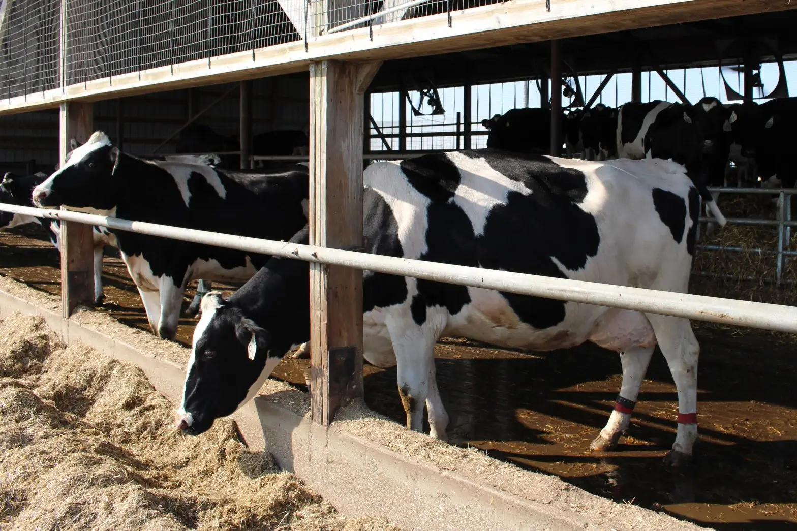 Calf health starts here at Prairie Dairy in Lester Prairie, Minnesota.  The Krienke family follows a solid dry cow program and close-up cows are kept on this bedded pack.  Newborn calves are fed 1 gallon of high-quality colostrum and will be moved to individual stalls.
