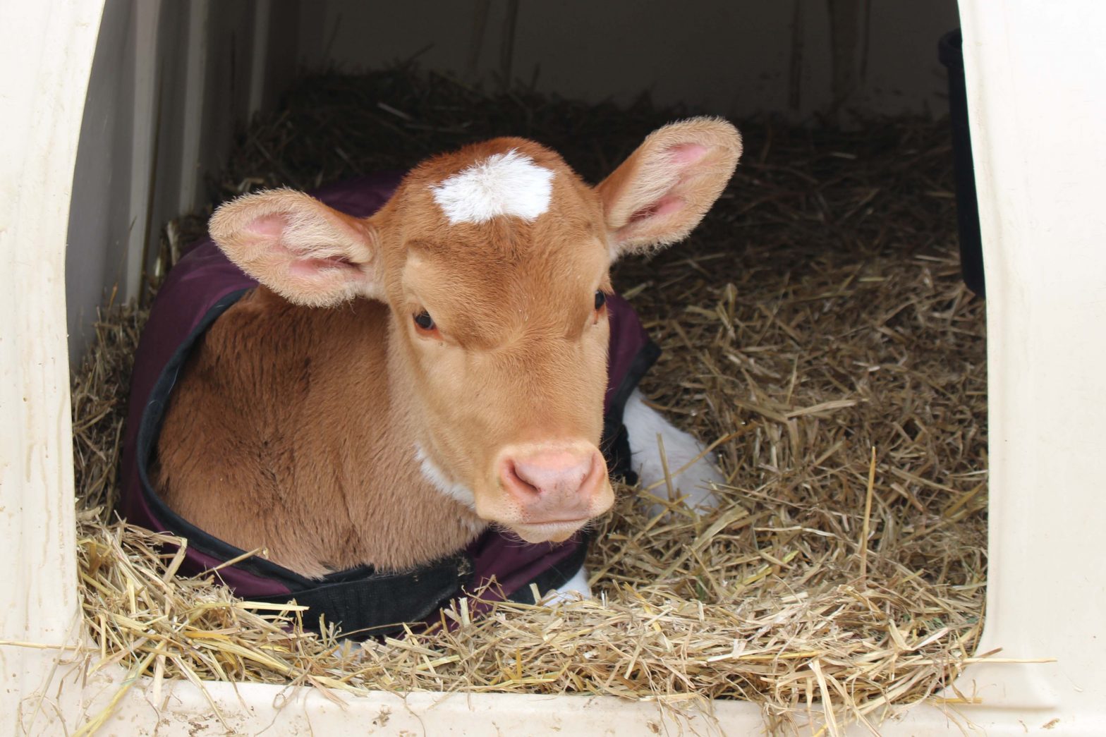 City Slickers Farm, LLC in Cross Plains, Wisconsin specializes in raising calves from embryo transfer. The farm has about 100 calves on milk at a time.  About half are Holsteins raised for Genex, while the other half are of a variety of breeds and raised in partnership with other individuals or farms.