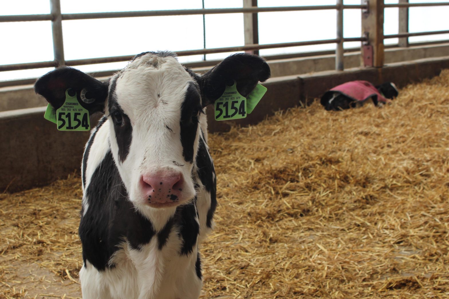 Hasel Farms, in Lake Mills, Wisconsin, is home to about 440 milking and dry cows, and an equal number of youngstock.  In 2011, the farm was the first in the area to install automatic calf feeders.