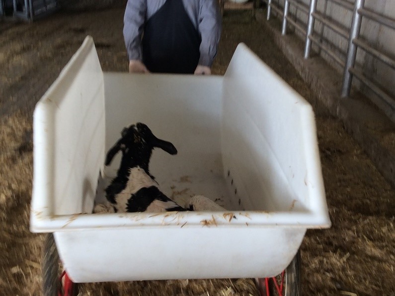 This tip cart makes it easier to load calves for transport.  It has a poly box, which can be sanitized between uses.  Note the tall sides so calves stay in place during transport.