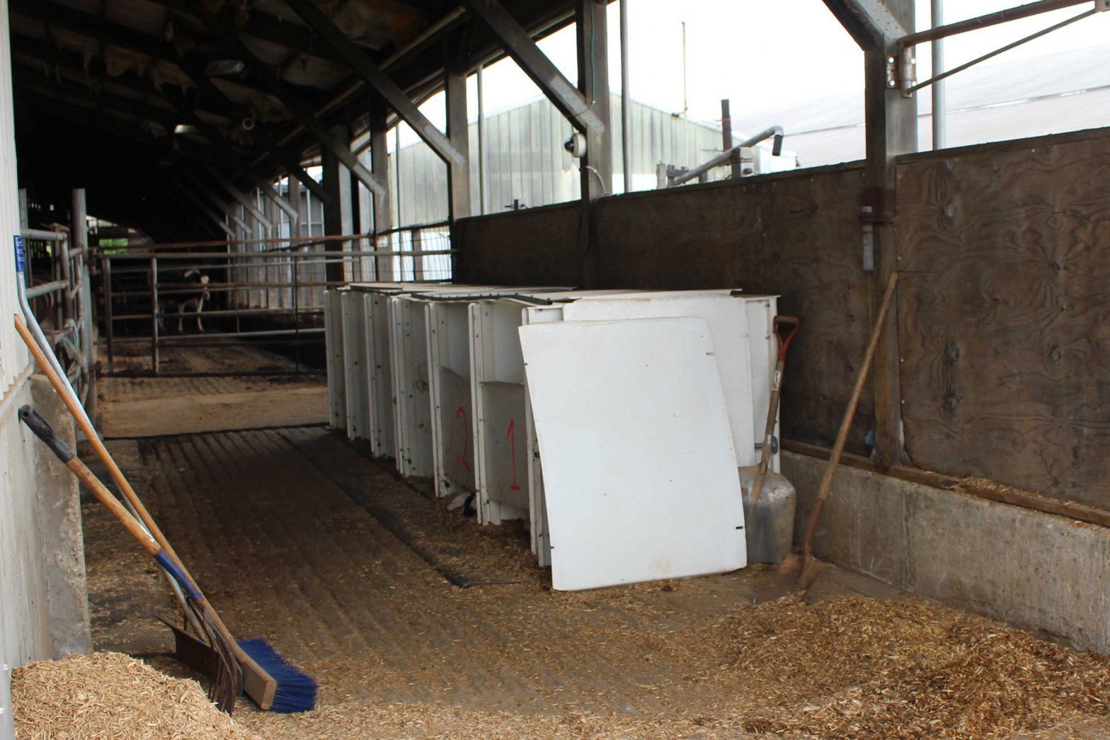 These individual newborn pens are located near the calving pens at Ruedinger Farms, Inc.  Heifer calves will remain in these pens until they are dry and ready to move to their hutches.