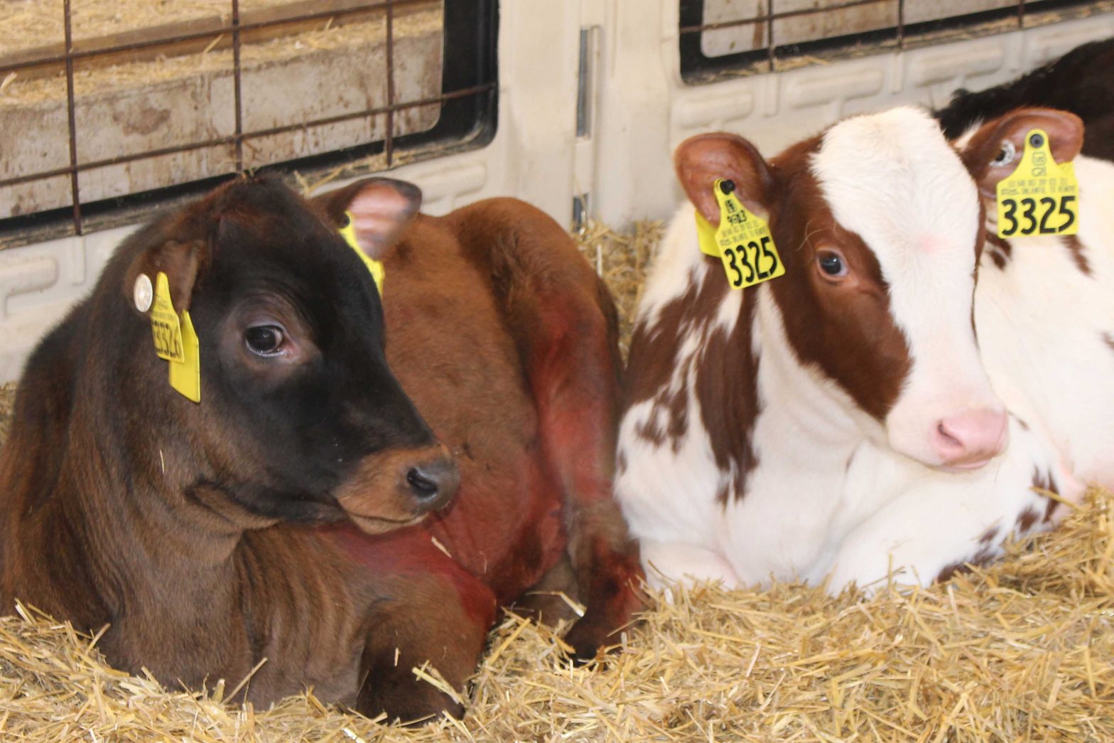 Sunrise Dairy LLC in Suring, Wisconsin, milks about 1,300 cows crossbred between Holstein, Jersey and Montbéliarde.