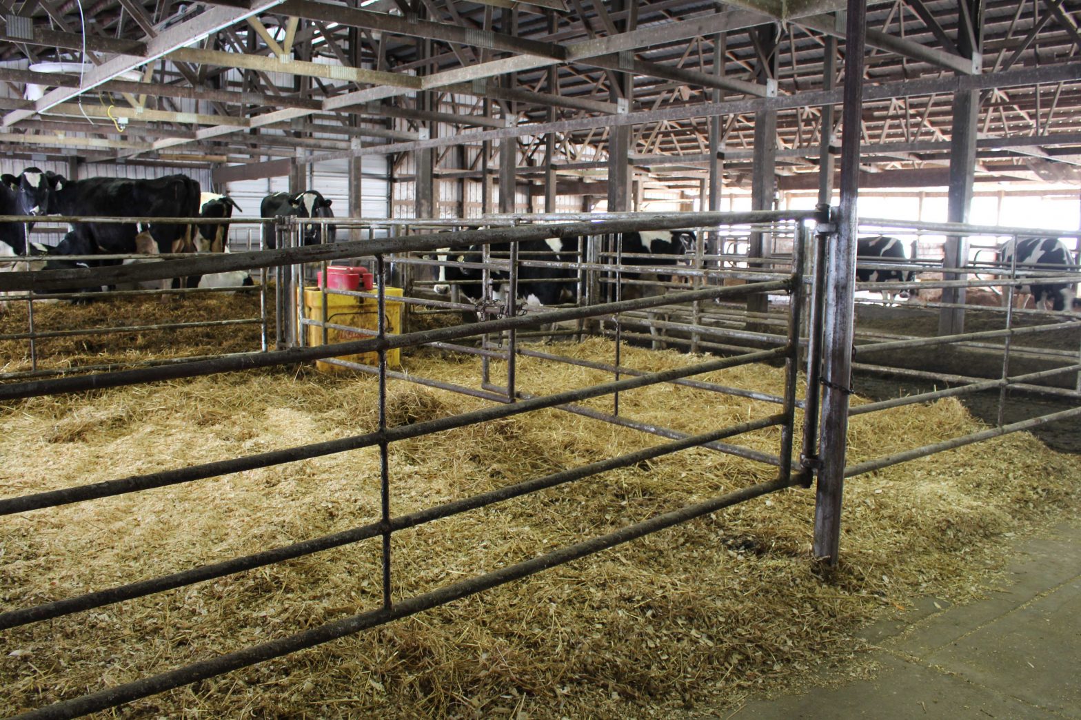 Homeland Dairy LLP in Brandon, Wisconsin, is focused on management protocols that are simple and easy for all team members to follow.  Close-up cows are housed on bed packs and move into individual calving pens.  Maternal colostrum is harvested and fed to newborn calves as quickly as possible.