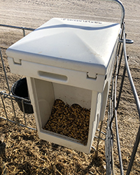 These feeders offer the great advantage of protecting grain from the weather - no more throwing out grain after rain or snow – and they are easy to fill. The key is to feed to calf intakes so feed doesn’t sit too long or build up in the dish.