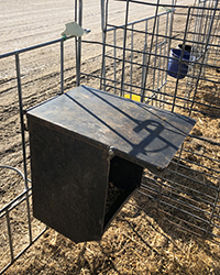 These feeders offer the great advantage of protecting grain from the weather - no more throwing out grain after rain or snow – and they are easy to fill. The key is to feed to calf intakes so feed doesn’t sit too long or build up in the dish.