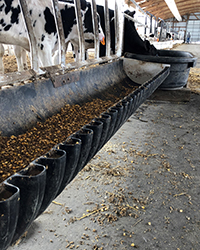 These hanging feeders work nicely in both autofeeder and transition pens, providing additional bunk space in many cases. They are also easy for the calves to find as they are placed on the pen fence lines.  The feeders can be easily hung at different heights to adjust for the size of the animals. They hold a reasonable amount of feed, but not too much to avoid overfeeding, and they are easy to clean and sanitize.