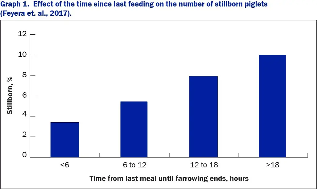 Graph 1. Effect of the time since last feeding on the number of stillborn piglets. (Feyera et. al., 2017)