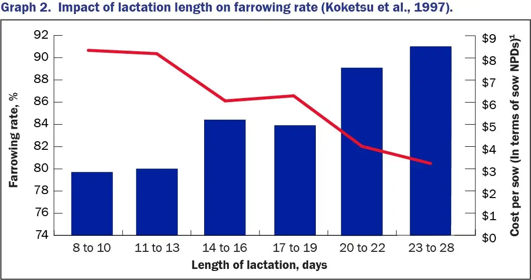 Graph 2. Impact of lactation length on farrowing rate (Koketsu et al., 1997)