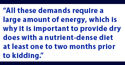 All these demands require a large amount of energy, which is why it is important to provide dry does with a nutrient-dense diet at least one to two months prior to kidding.
