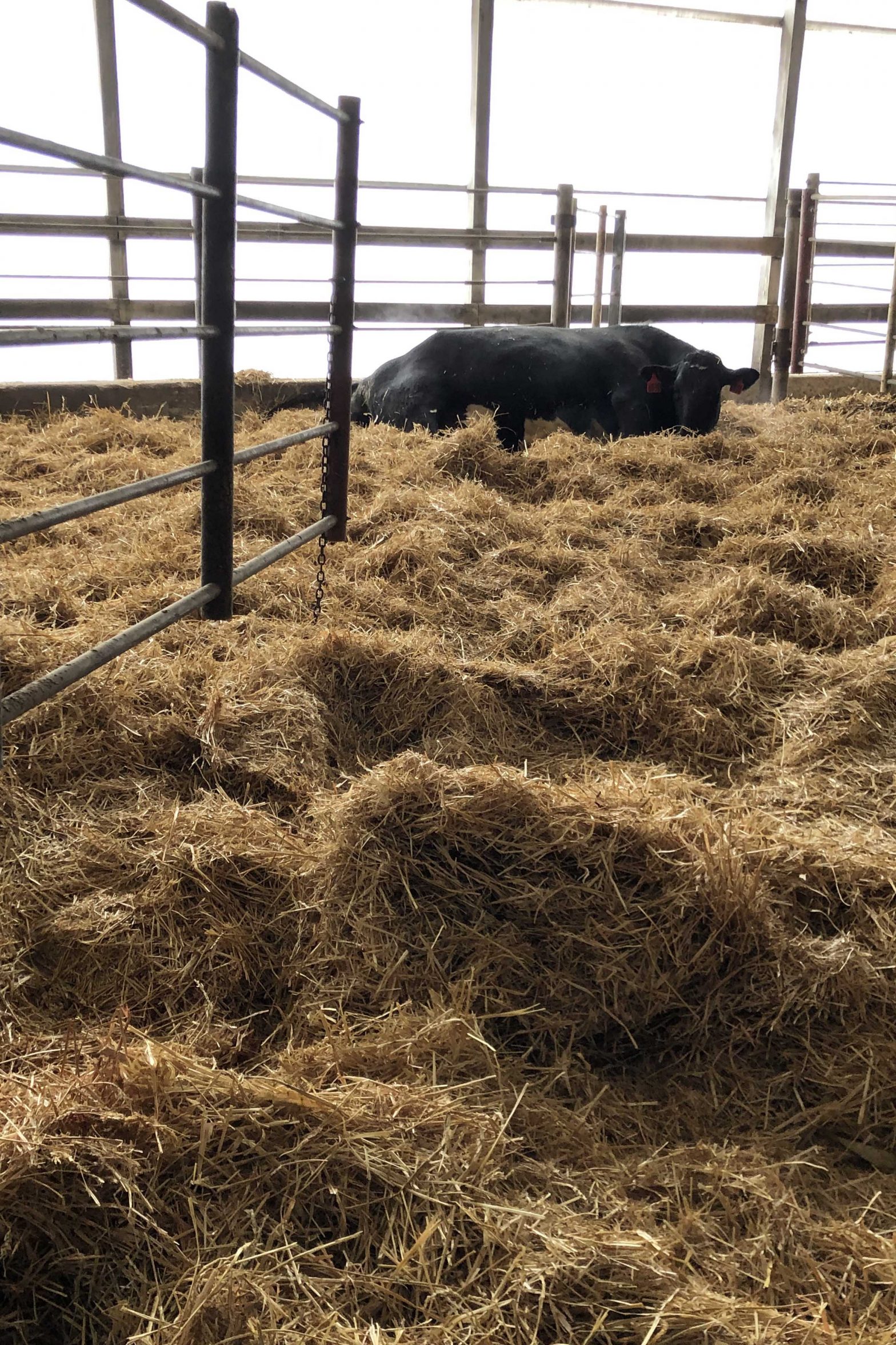 Excellent calf care begins in the maternity pen at Gar-Lin Dairy LLC in Eyota, Minnesota.  According to Dana Allen-Tully, a farm partner and the dairy operations manager, the team goes to great lengths to keep maternity pens and bedding as clean as possible.