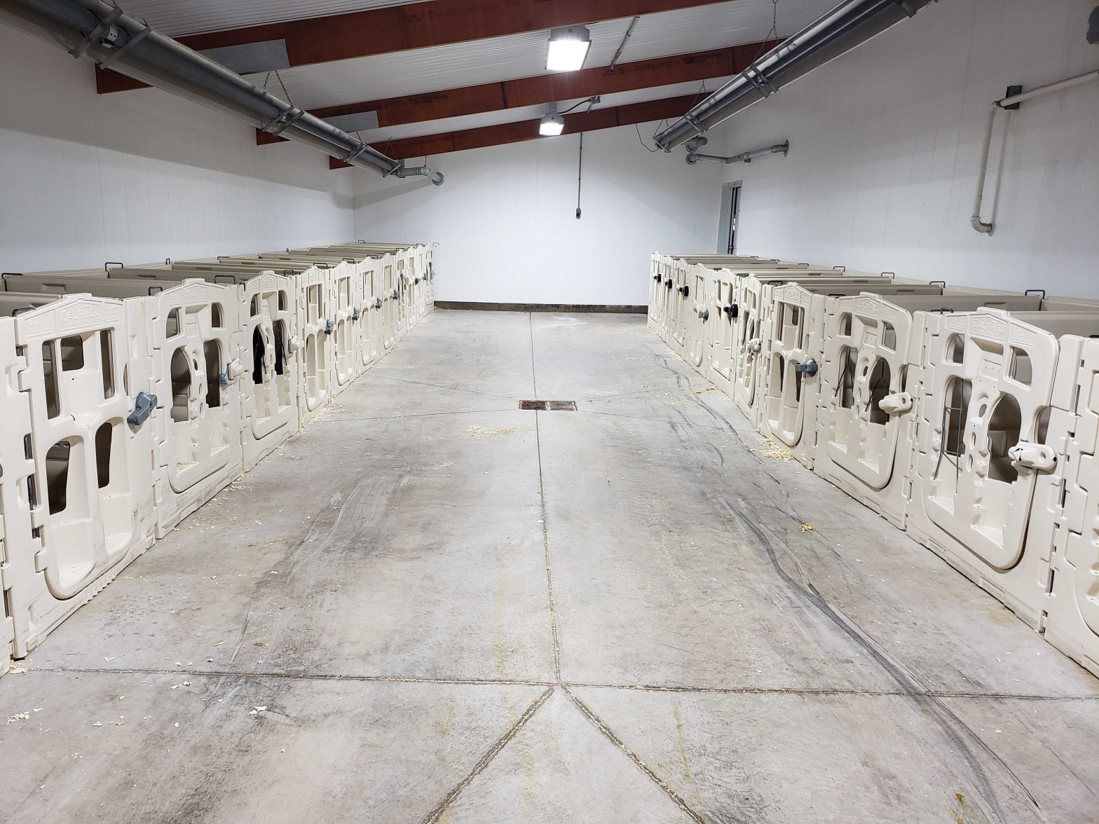 At Shiloh Dairy LLC in Brillion, Wisconsin, newborn calves are placed in this warming room for the first 12 to 36 hours of life.  Infrared tube heaters keep this room warm for newborn calves.  The room’s walls are also insulated.