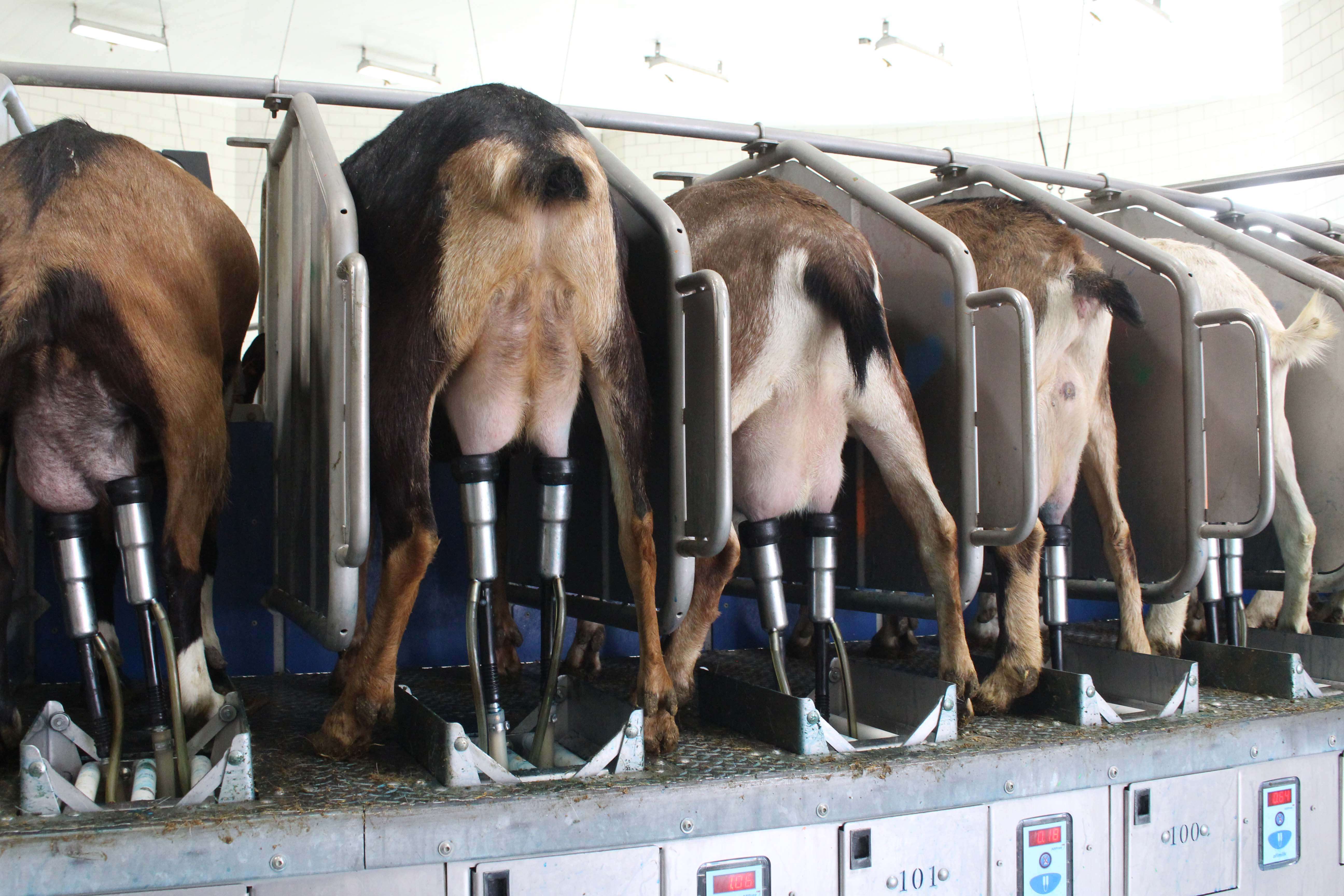 Does are milked on a 120-stall rotary parlor twice daily. The rotary parlor makes a full rotation in six minutes, allowing the team to milk 1,000 does per hour.