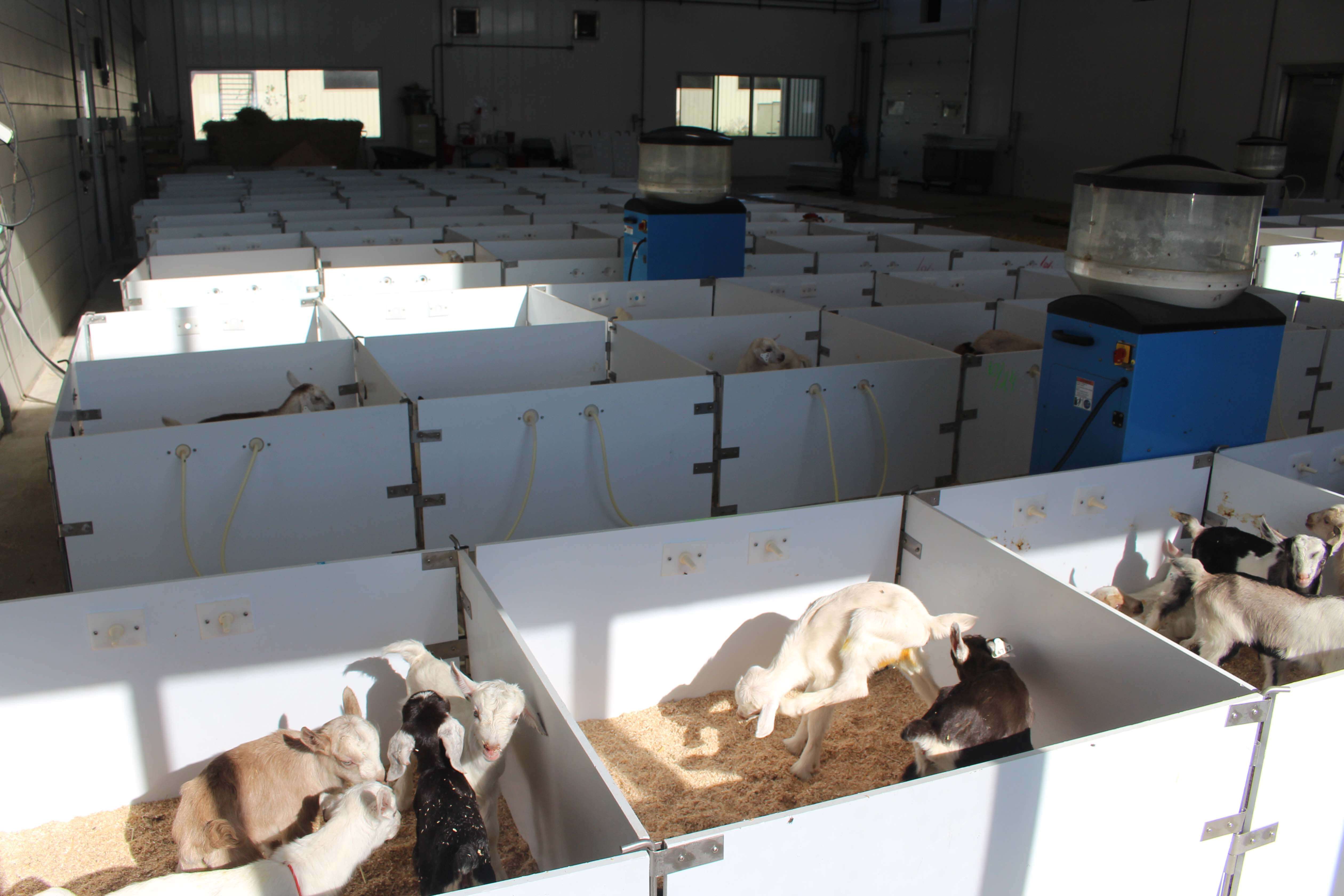After processing, newborn kids are placed in groups of five in these training pens. They are first fed milk replacer via nipple bottle until they are trained to drink from the autofeeder nipples. They move from these pens at six days of age.