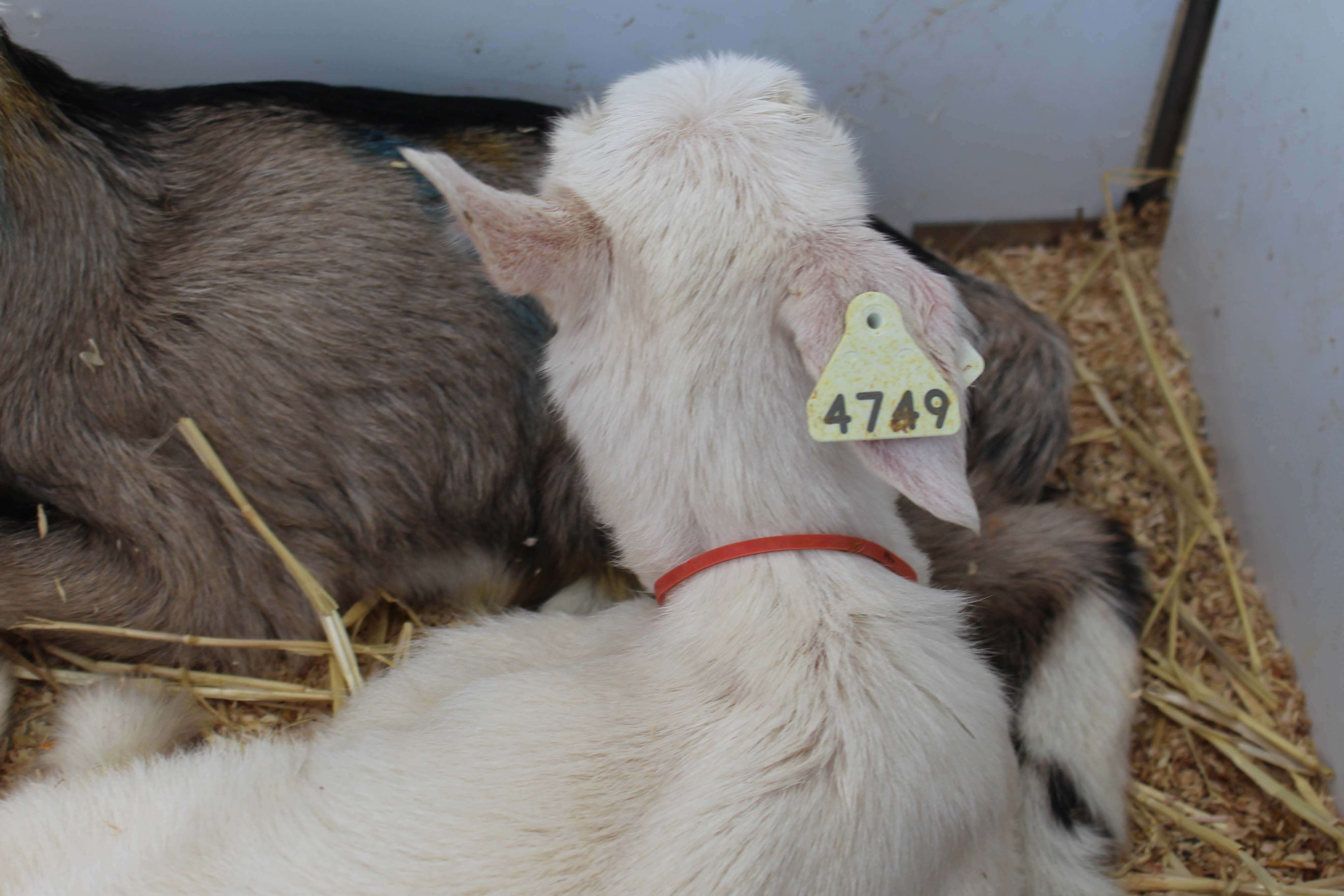 Red collars indicate kids that have been trained onto the autofeeders.