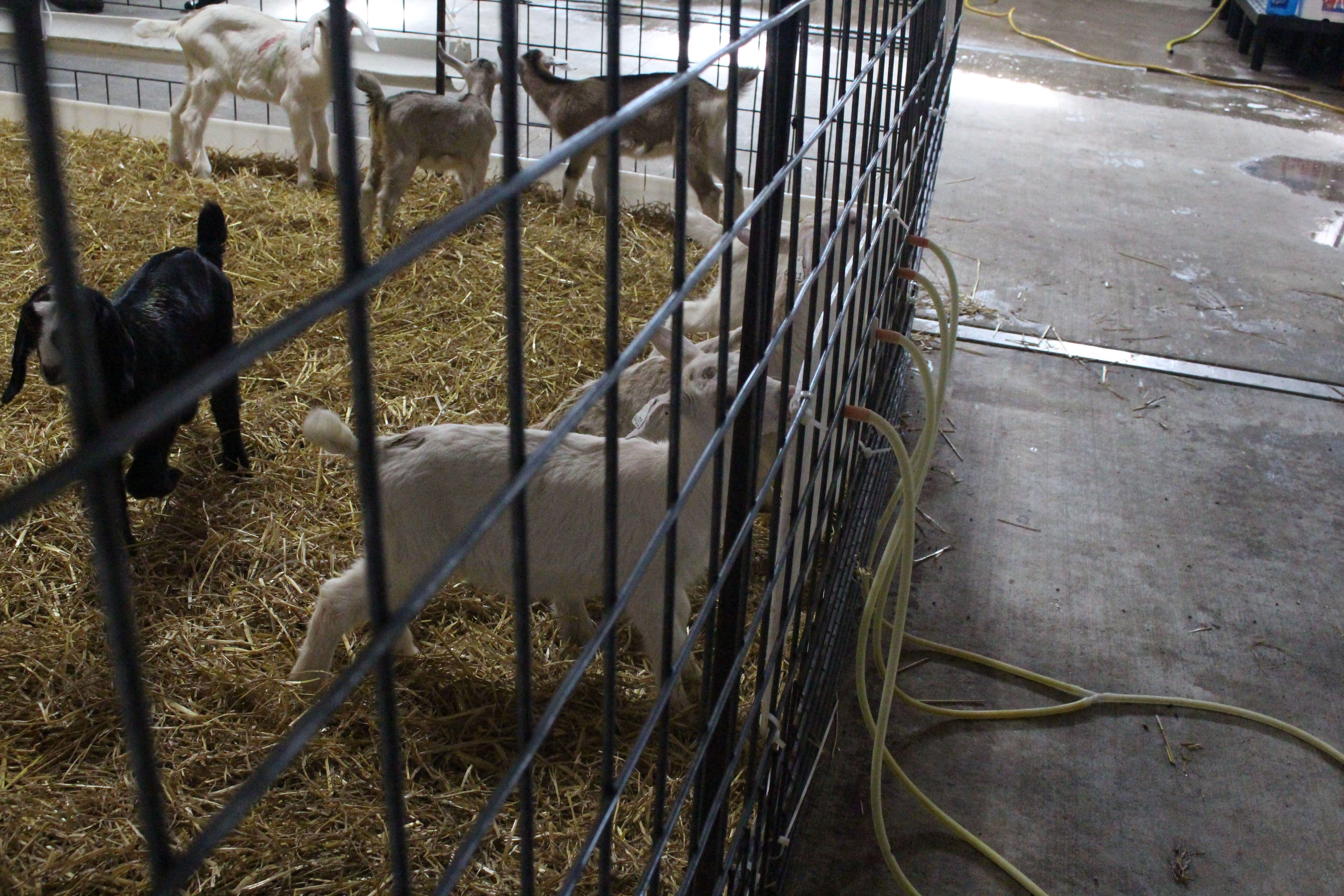 In groups of 40, kids continue consuming milk replacer via autofeeders. They are introduced to a starter pellet after a week and a small amount of alfalfa the following week.