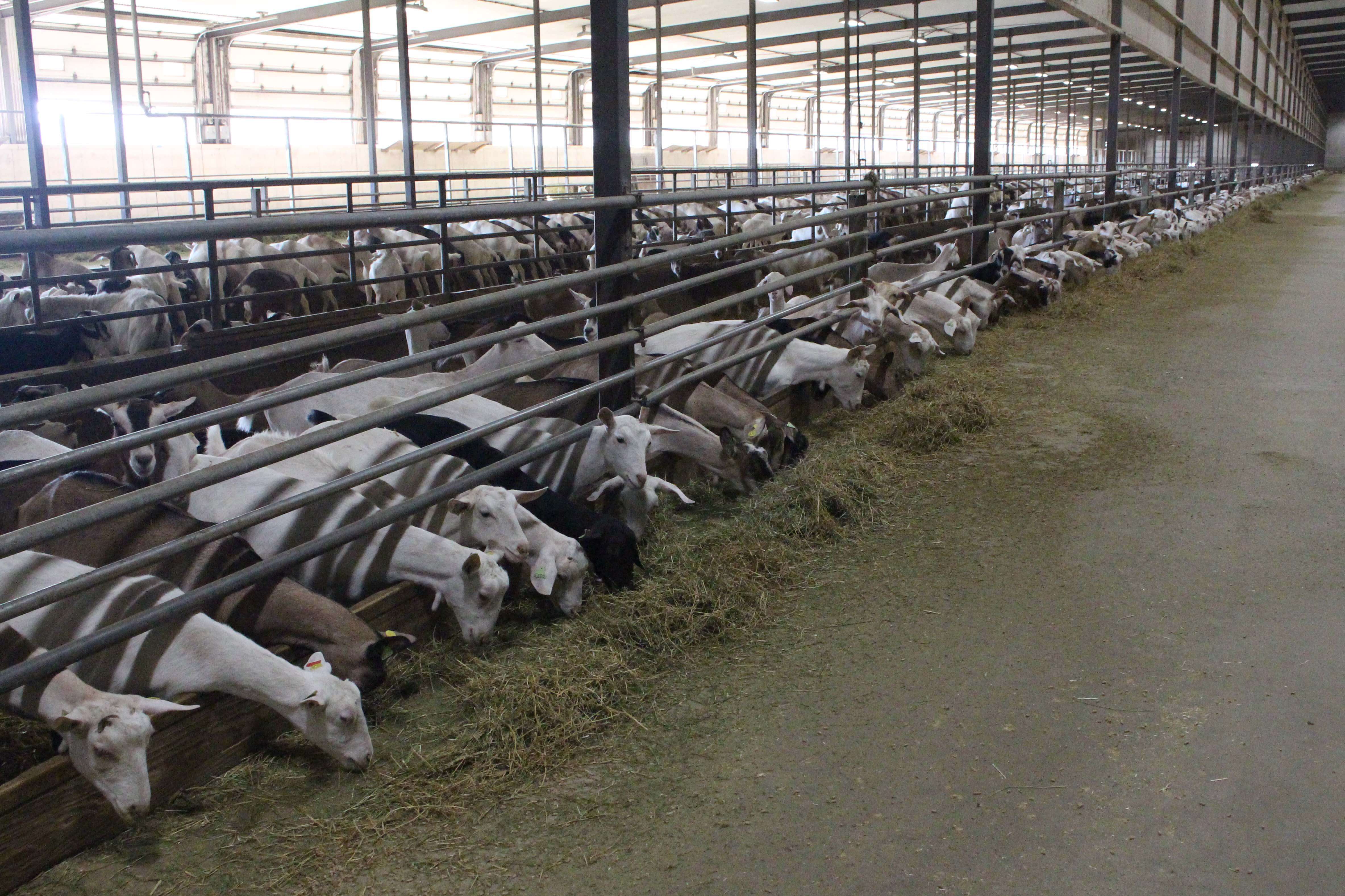 The Drumlin team encourages feedbunk competition to spur dry matter intake. Does are fed a complete pellet six times a day at the feedbunk and twice in the rotary parlor. They are fed forage once daily.