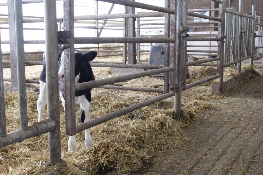 Newborn calves are fed 4 quarts of maternal colostrum that tests 22% or higher with a Brix refractometer. The calves will stay in these pens until they are dry. All bull calves are sold and heifer calves are moved to individual pens in the calf barn.