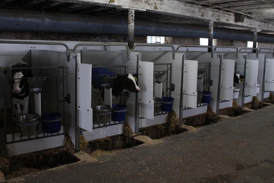 The farm’s old stanchion barn was retrofitted to be a calf barn. With 20 pens, the Roths are able to clean, sanitize and let pens rest for a couple of weeks between calves. This barn also includes group pens to house calves until they are 12 weeks old.