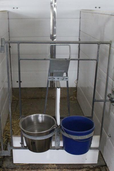 Calves are bottle-fed milk replacer through the entire preweaned period. Stainless steel pails are used for water because they are easier to clean.
