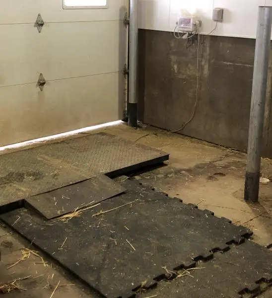 Platform scale for easily weighing newborn calves when moving them with a wheelbarrow or cart