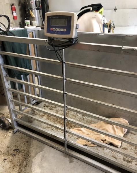 Used to weigh transition calves; mobile scale is placed in the scrape alley of the transition barn to weigh calves as they come off the trailer