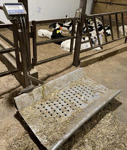 Used by heifer grower to weigh incoming day-old calves; scale can easily be moved onto a trailer or used in walkways