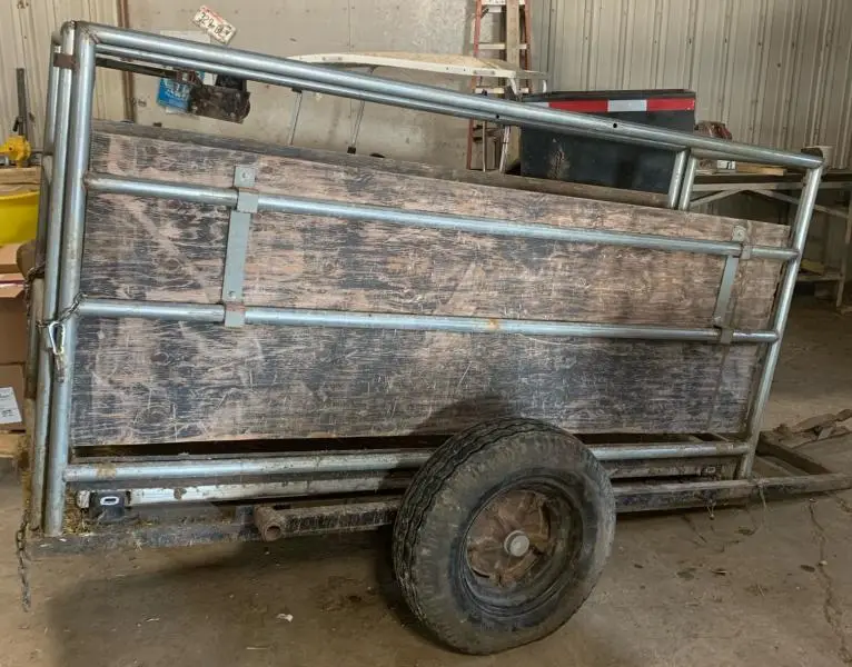 Mobile scale weighs six-month-old heifers when they move to next heifer barn