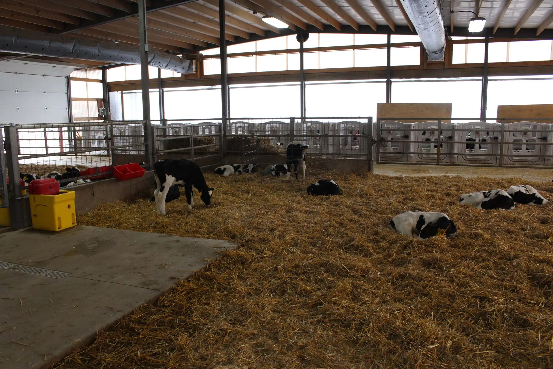 Loehr Farms, LLC in Eden, Wisconsin, built a new calf barn with group pens and an autofeeder in 2018. Pens are managed with an all-in-all-out system. The barn includes both positive pressure tubes and tunnel ventilation.