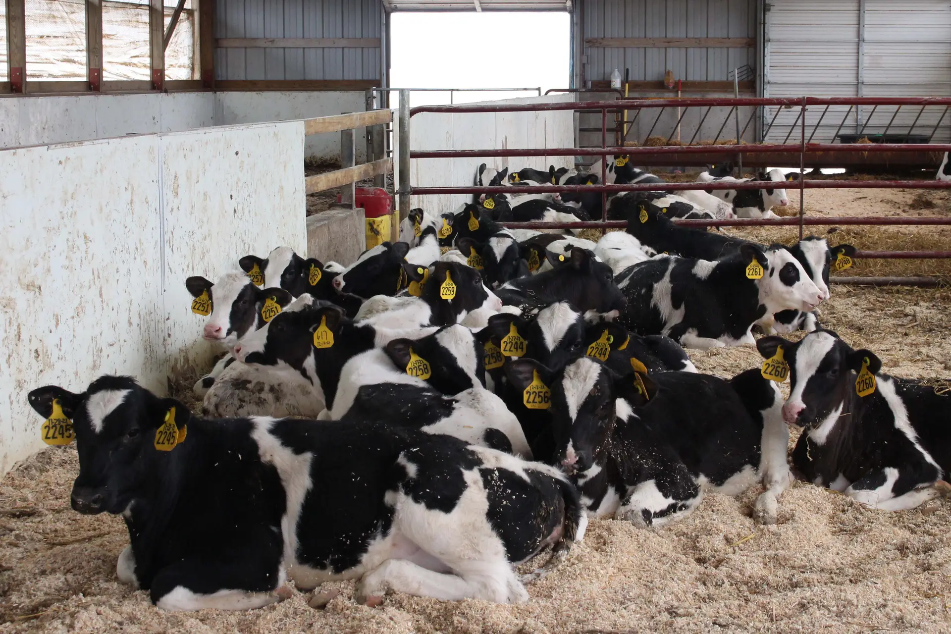 Once the autofeeder barn was built, the old calf barn became a grower barn for the youngest weaned heifers. Calves stay in their same groups until they reach five months of age.