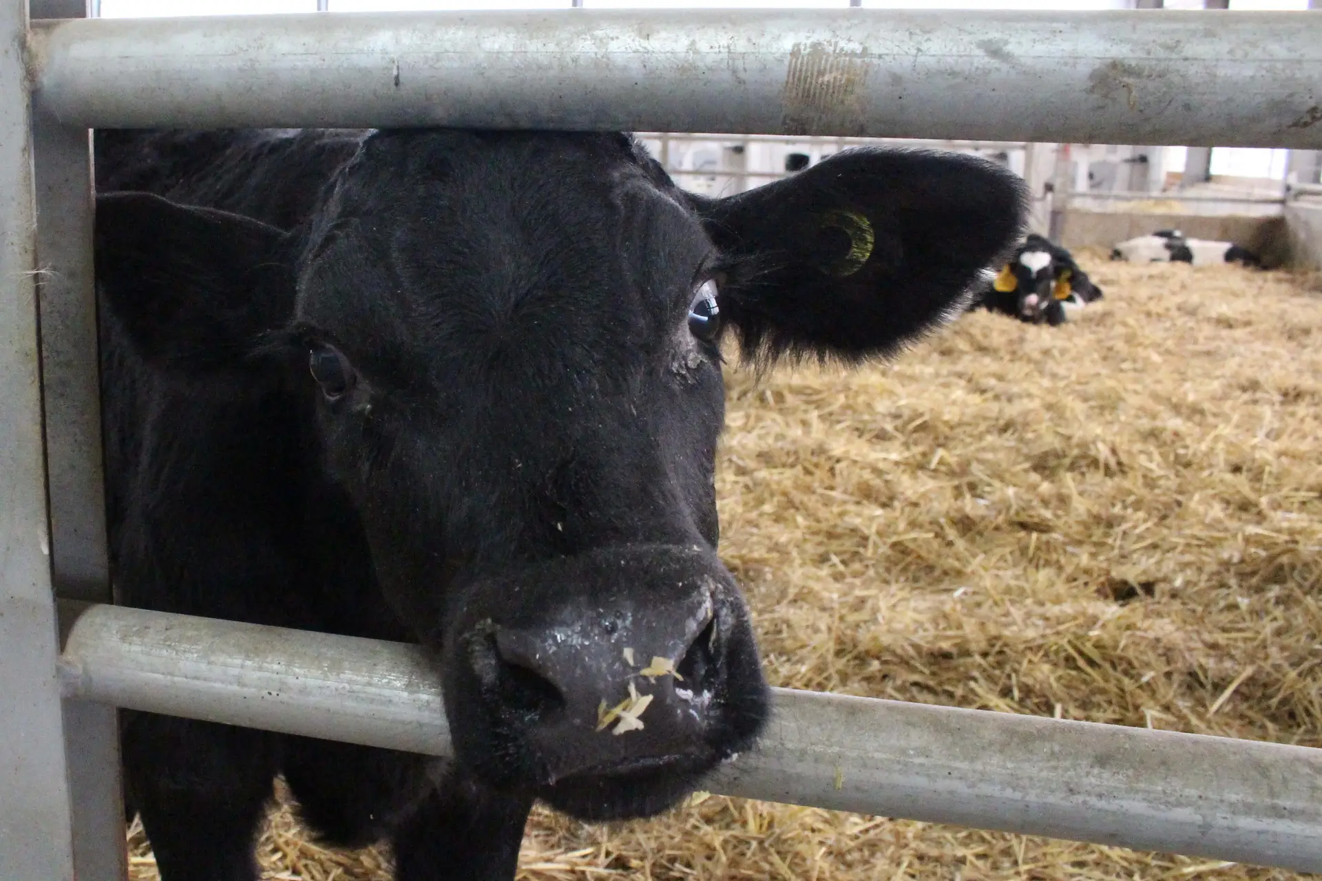 In addition to heifer calves, the Loehrs raise steers to 400 pounds and then sell them as feeder cattle. While the herd is mostly Holstein, a few calves have beef genetics.
