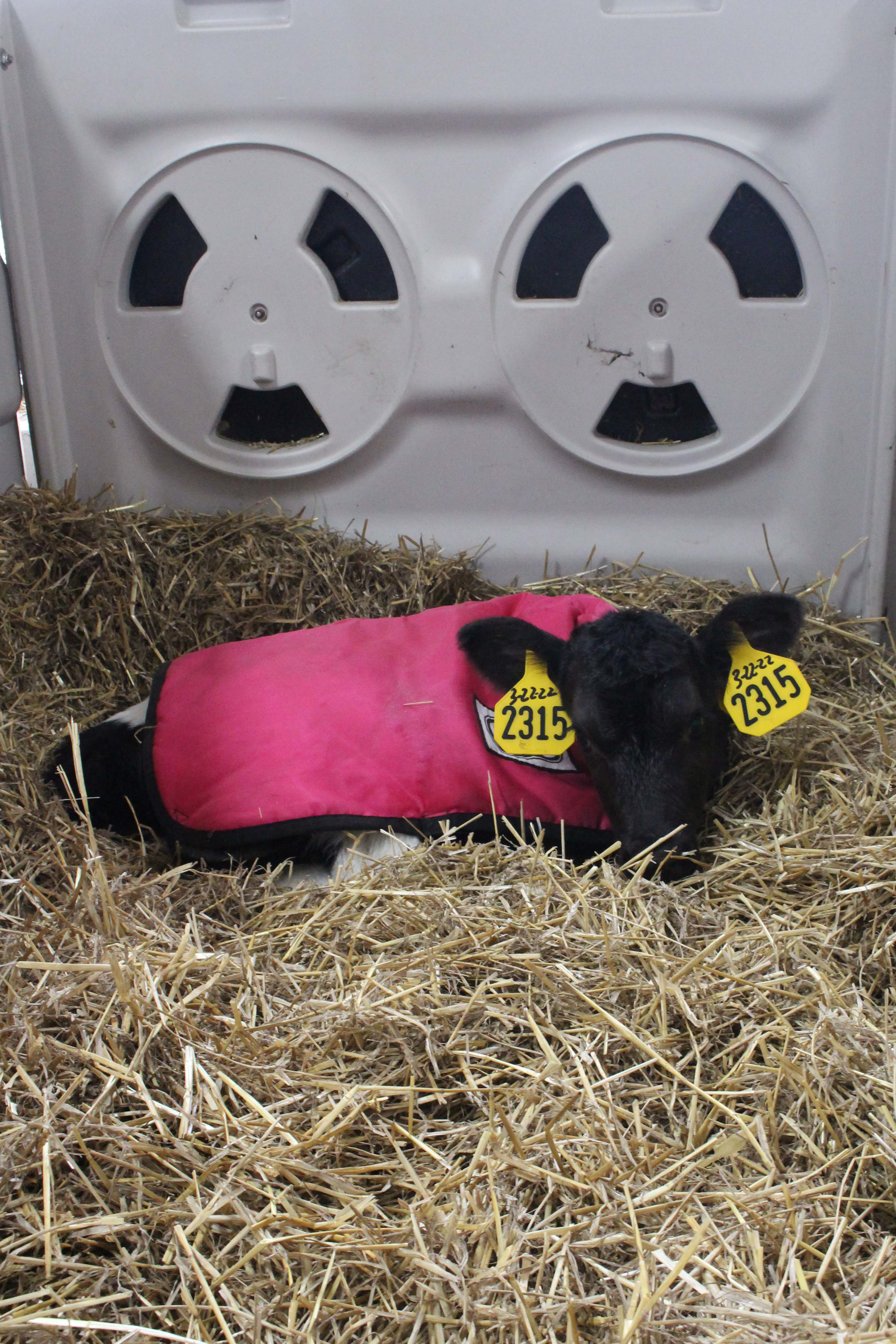 Day-old calves are placed in backgrounding pens for two weeks. Ryan Loehr, who manages the calf program, said they’ve had better success in terms of calf health and performance when using a two-week backgrounding program versus one week.