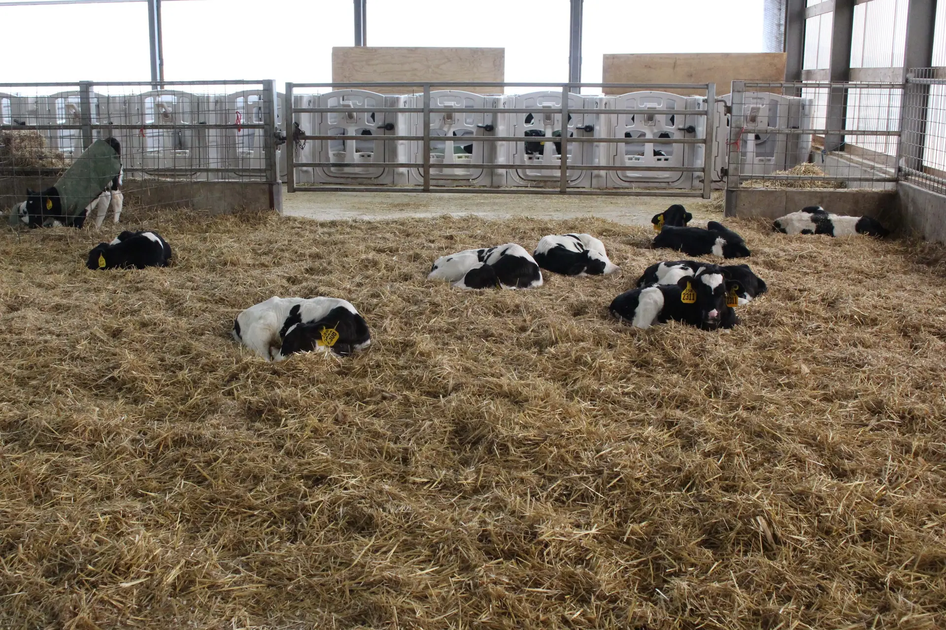 Ryan said cleanliness is essential to success with autofeeders. The feeding pad, stalls and waterers are cleaned daily. Nipples are replaced twice a day and the autofeeder runs a cleaning cycle daily. All hoses and lines are replaced every four months.