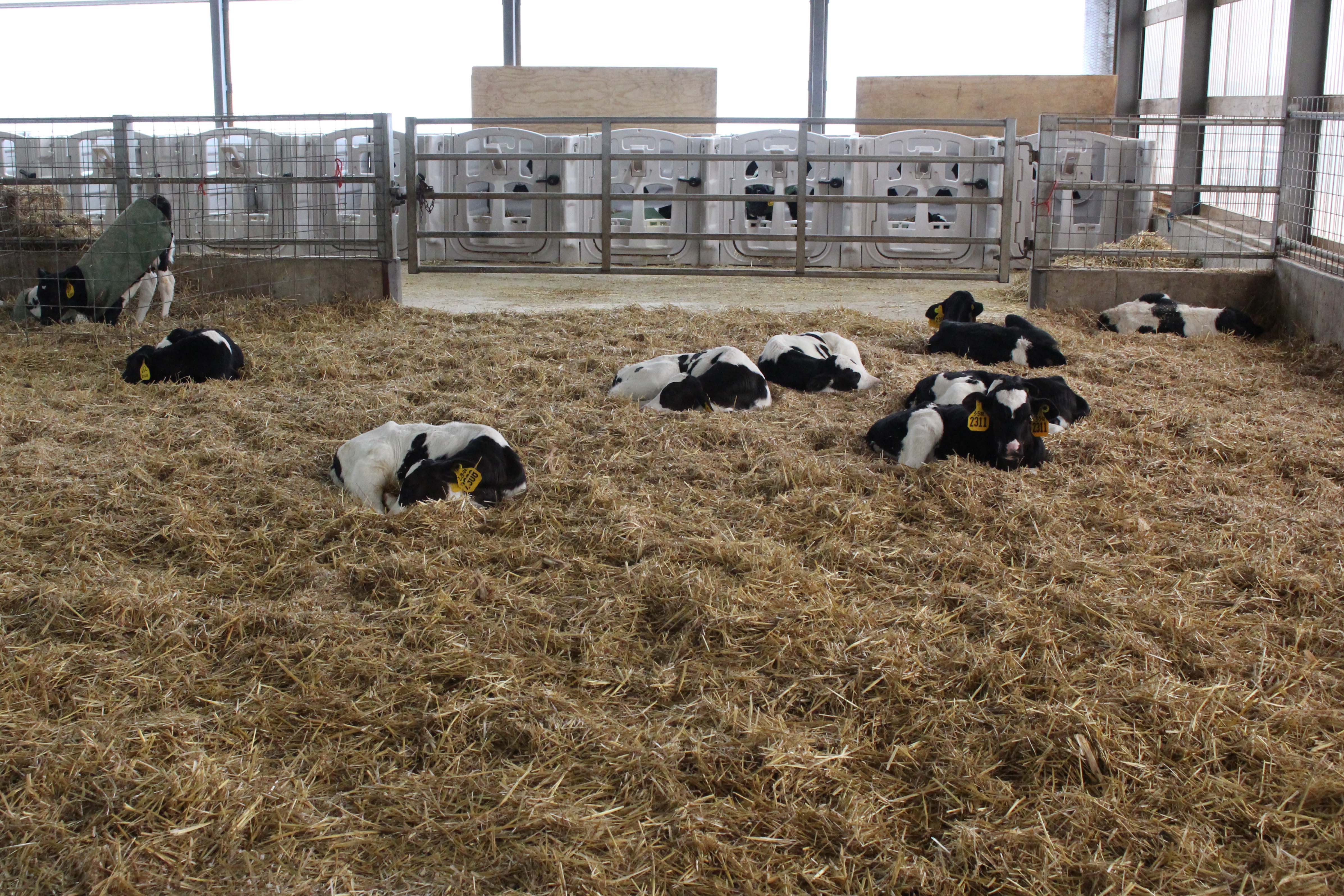 After backgrounding, calves are placed in this pen and it takes about two weeks to fill the pen. Soon after that, groups rotate up to their next pens and all pens are completely cleaned in between groups.