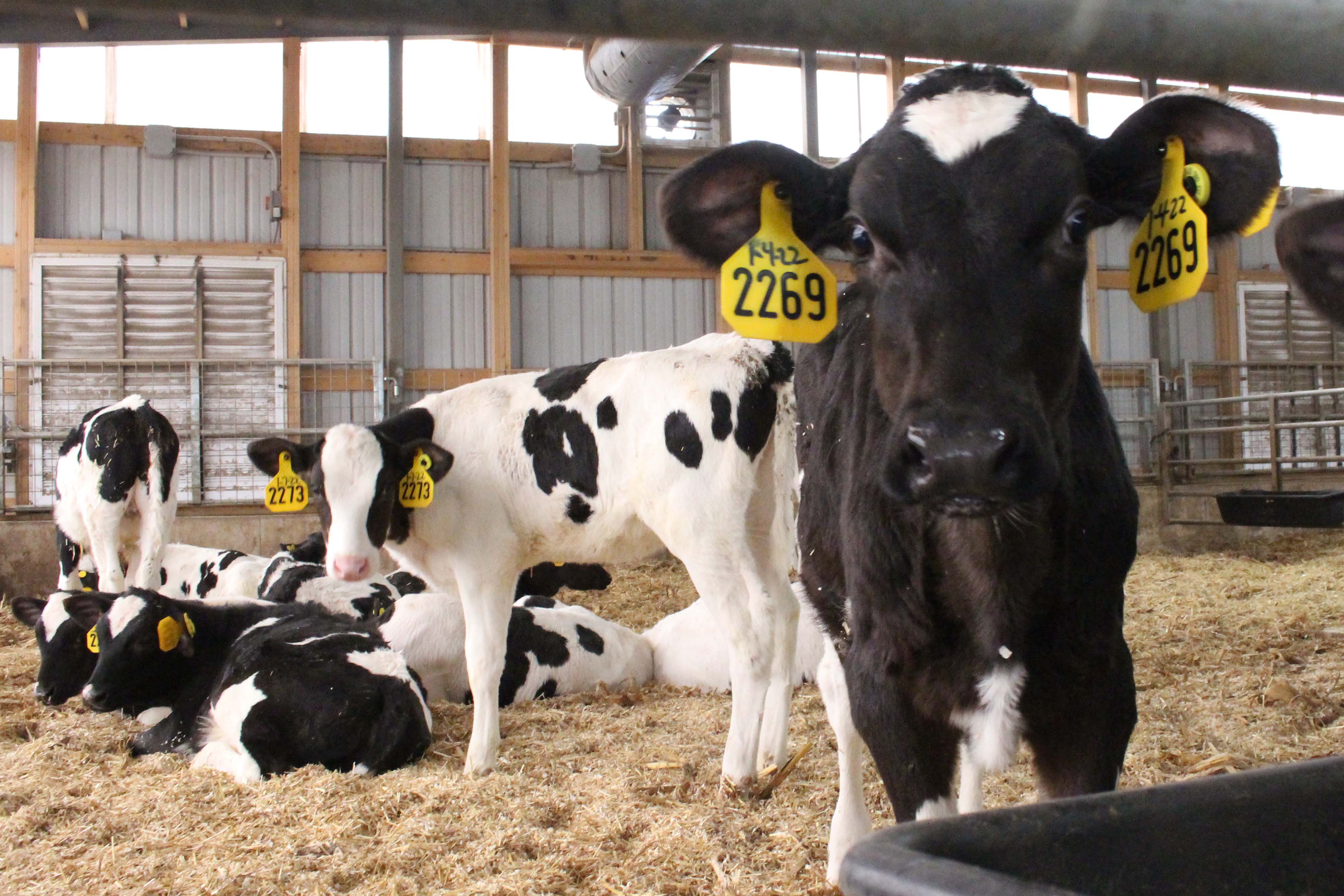 Calves begin a two-week weaning period when they are 46 days of age. Throughout the preweaned phase, calves also receive BSF calf starter with 22% protein. They are introduced to a 17% grower prior to moving to the next barn.