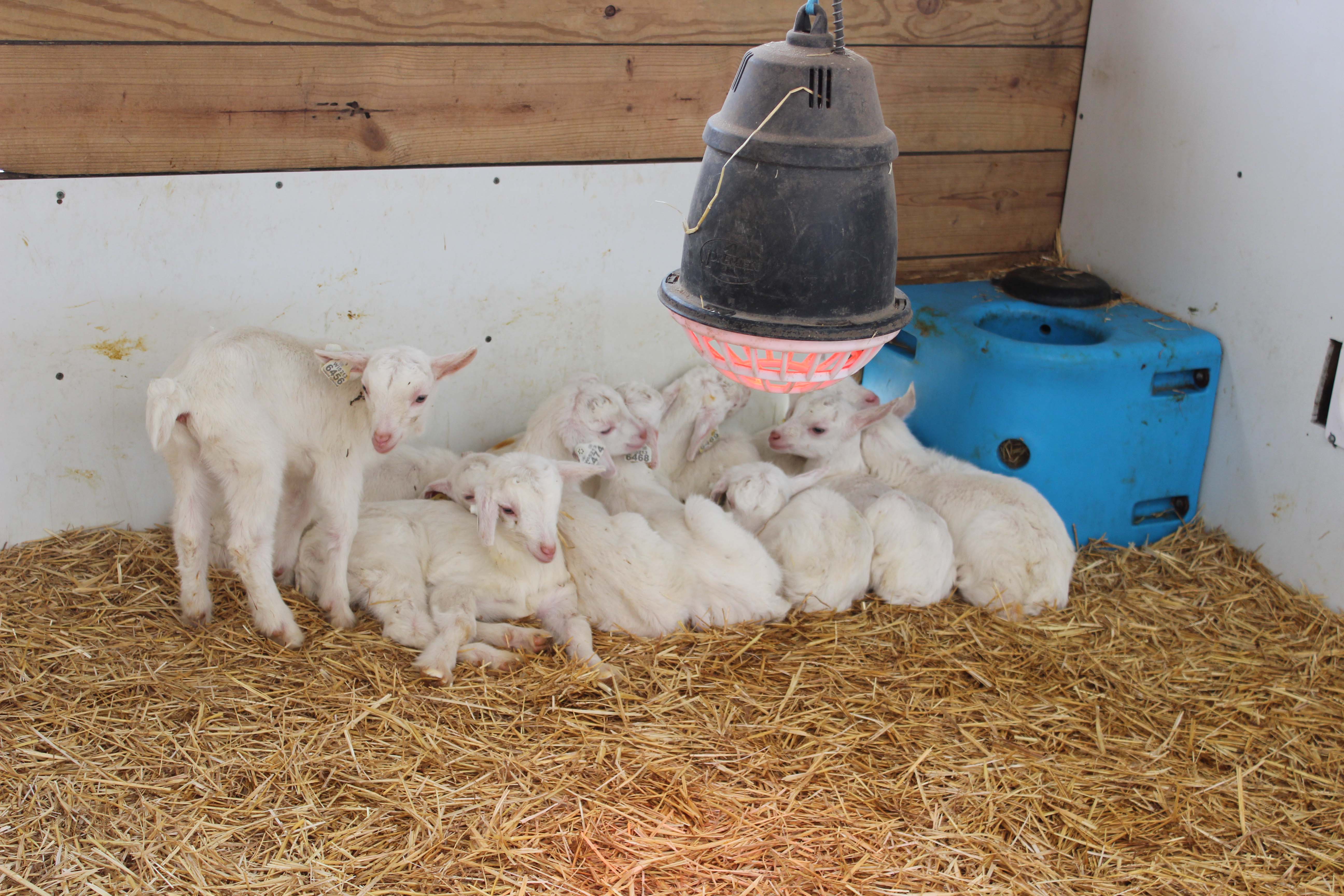 Dairy goat farm focuses on raising healthy, highproducing kids Vita Plus