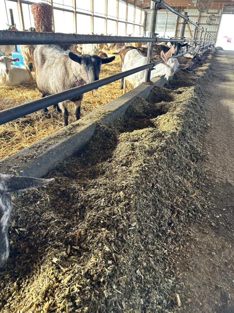 Dairy goat farm reduces waste, improves profitability by feeding a TMR ...
