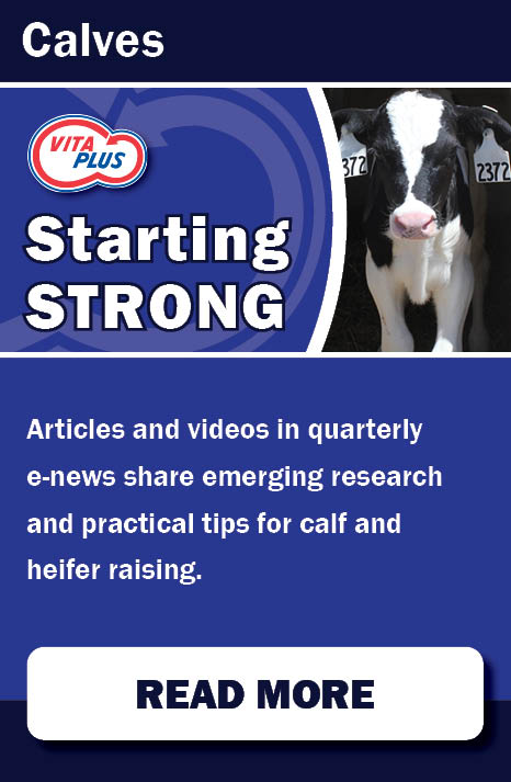 Starting Strong- Our Online Resources
